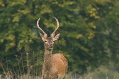 Cerf élaphe (Cervus elaphus) saison du brame