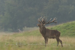 Cerf élaphe (Cervus elaphus) saison du brame