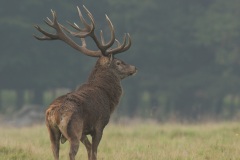 Cerf élaphe (Cervus elaphus) saison du brame