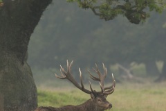 Cerf élaphe (Cervus elaphus) saison du brame