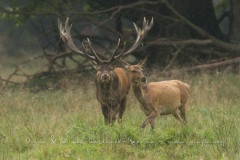 Cerf élaphe (Cervus elaphus) saison du brame