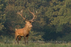 Cerf élaphe (Cervus elaphus) saison du brame