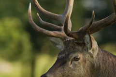 Cerf élaphe (Cervus elaphus) saison du brame