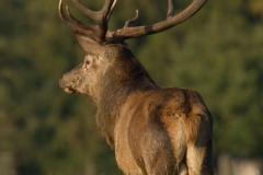 Cerf élaphe (Cervus elaphus) saison du brame