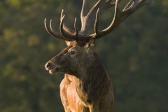 Cerf élaphe (Cervus elaphus) saison du brame