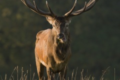 Cerf élaphe (Cervus elaphus) saison du brame