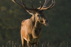 Cerf élaphe (Cervus elaphus) saison du brame