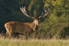 Cerf élaphe (Cervus elaphus) saison du brame