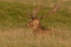 Cerf élaphe (Cervus elaphus) saison du brame