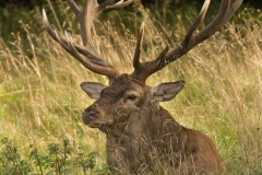 Cerf élaphe (Cervus elaphus) saison du brame