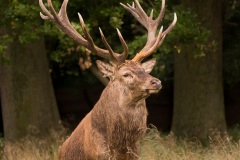 Cerf élaphe (Cervus elaphus) saison du brame