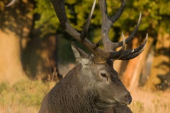 Cerf élaphe (Cervus elaphus) saison du brame
