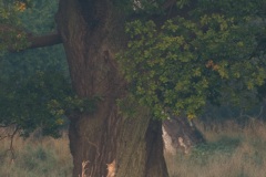 Daim (Dama dama) sous un chêne centenaire du Parc de Dyrehaven