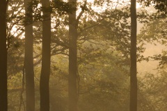 Lever de soleil dans un sous bois.