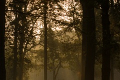 Lever de soleil dans un sous bois.