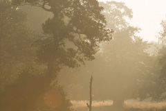 Prairie dans la brume au lever du jour