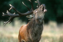 Cerf Elaphe au brame