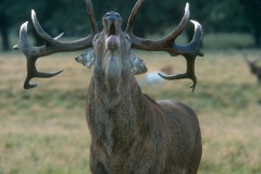 Cerf Elaphe au brame