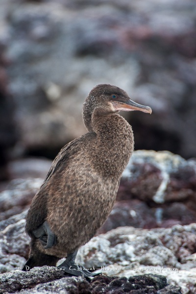 Cormoran aptère (Phalacrocorax harrisi) - îles Galapagos