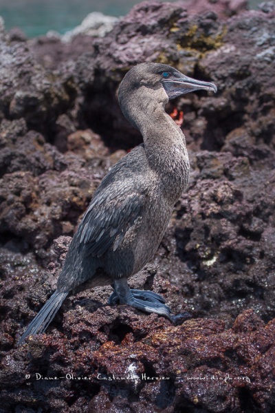 Cormoran aptère (Phalacrocorax harrisi) - îles Galapagos