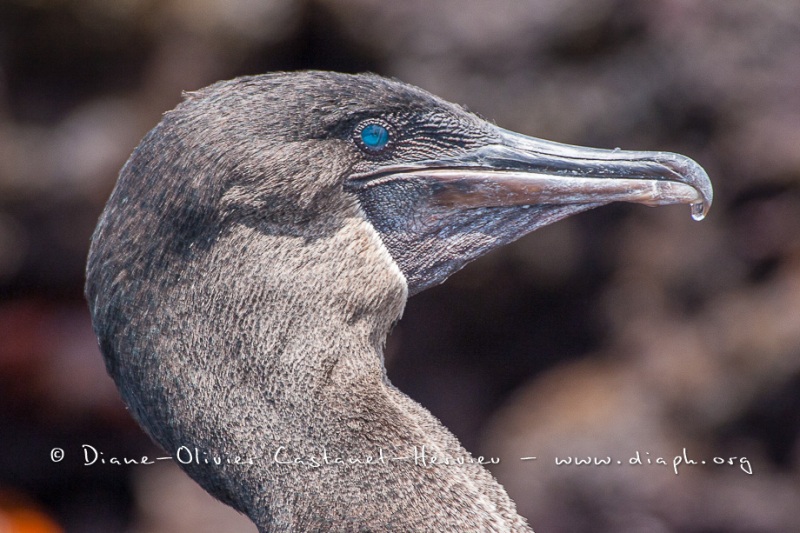 Cormoran aptère (Phalacrocorax harrisi) - îles Galapagos