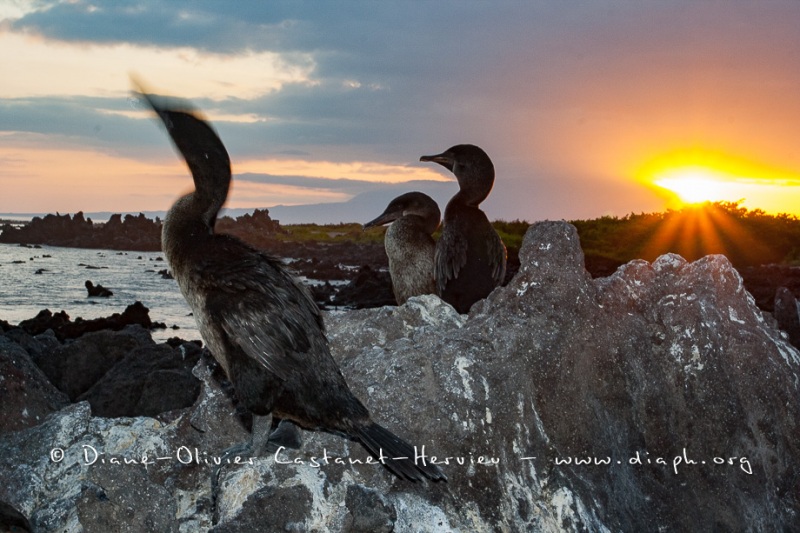 Cormoran aptère (Phalacrocorax harrisi) - îles Galapagos