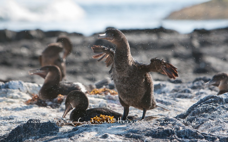 Cormoran aptère (Phalacrocorax harrisi) - îles Galapagos