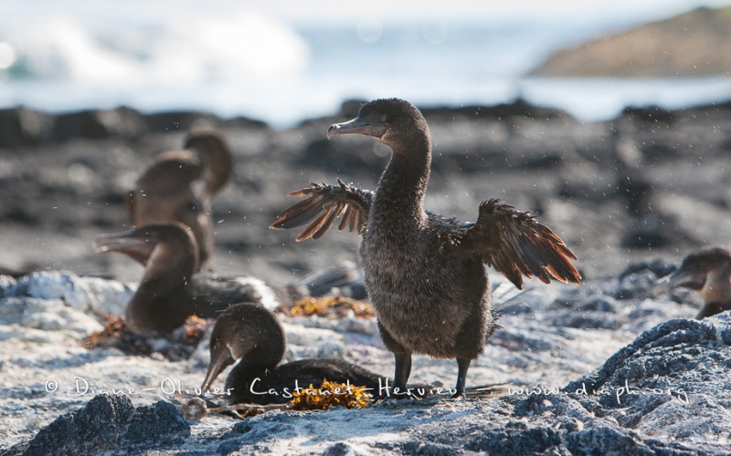 Cormoran aptère (Phalacrocorax harrisi) - îles Galapagos