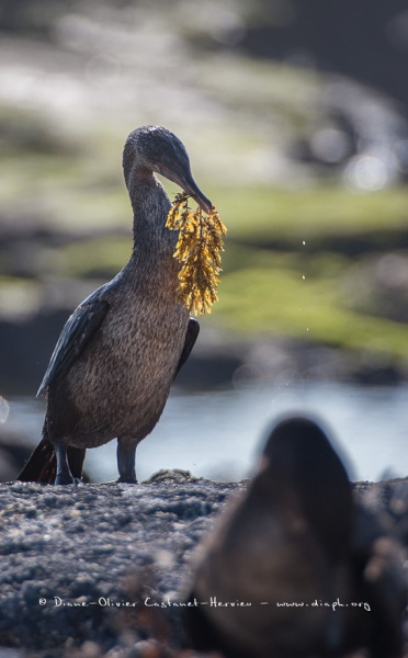 Cormoran aptère (Phalacrocorax harrisi) - îles Galapagos