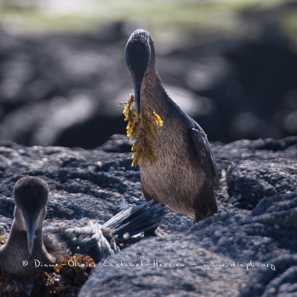 Cormoran aptère (Phalacrocorax harrisi) - îles Galapagos