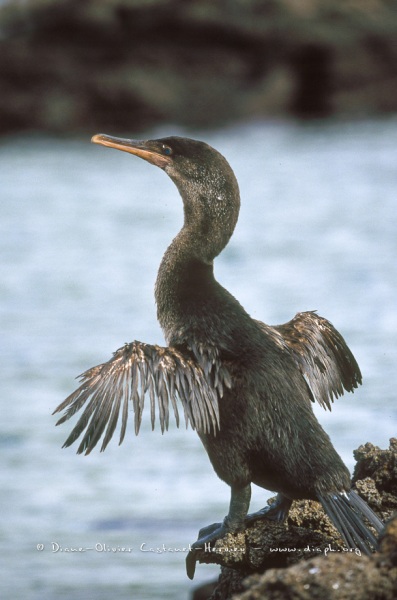 Cormoran aptère (Phalacrocorax harrisi)