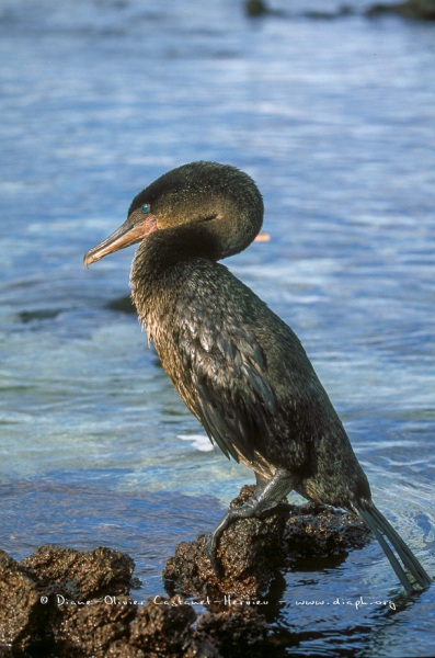 Cormoran aptère (Phalacrocorax harrisi)