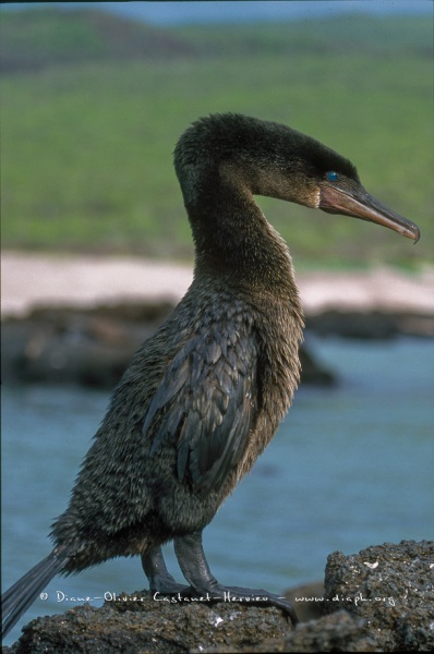 Cormoran aptère (Phalacrocorax harrisi)