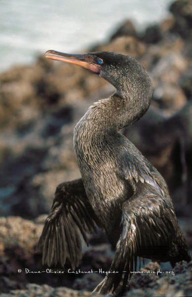 Cormoran aptère (Phalacrocorax harrisi)