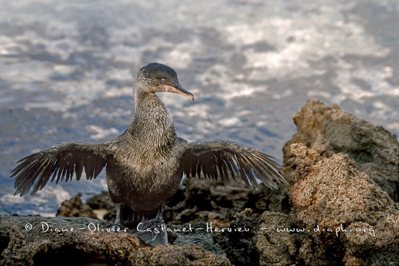 Cormoran aptère (Phalacrocorax harrisi)