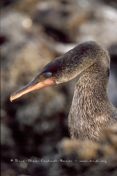 cormorans_apteres_018__Castanet-Hervieu-hautes-def-JPG-cormorant-aptere-portrait