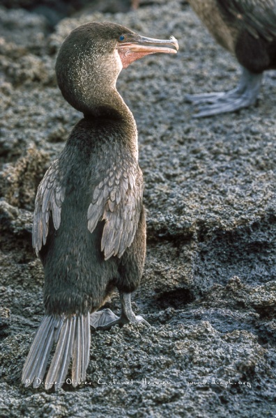 Cormoran aptère (Phalacrocorax harrisi)