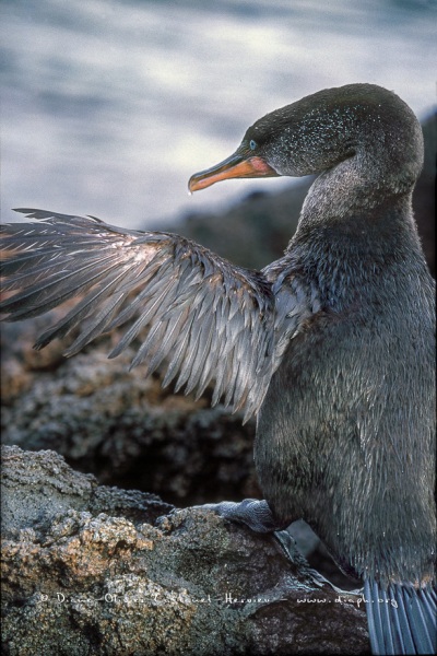 Cormoran aptère (Phalacrocorax harrisi)