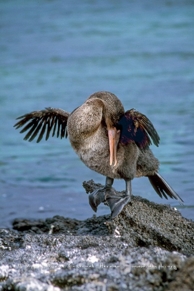 Cormoran aptère (Phalacrocorax harrisi)