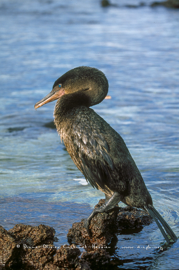 Cormoran aptère (Phalacrocorax harrisi)