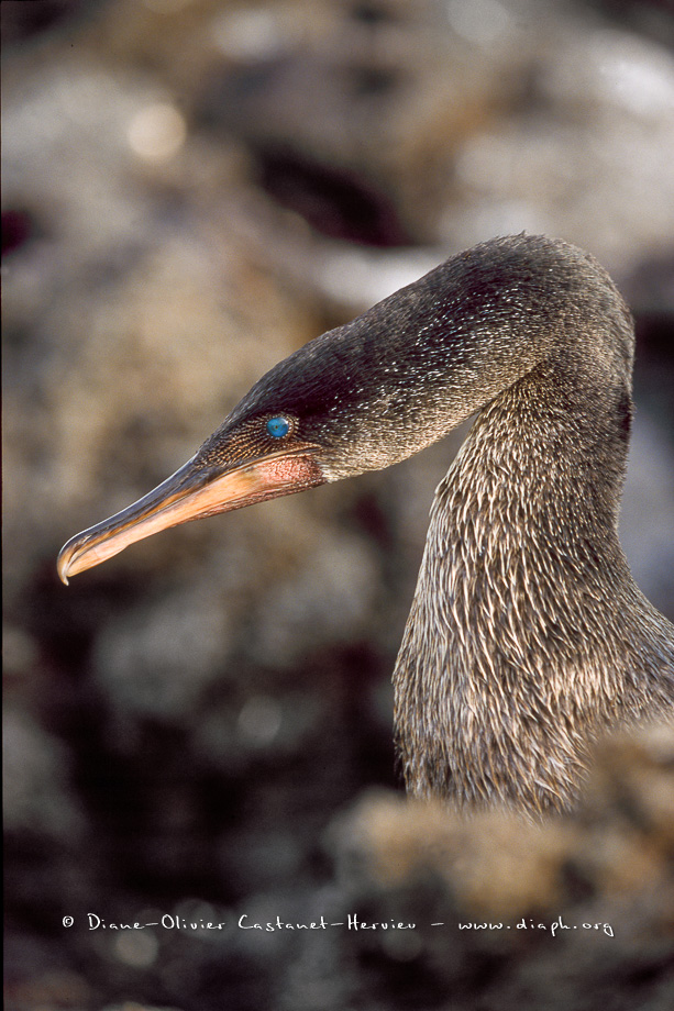 cormorans_apteres_018__Castanet-Hervieu-hautes-def-JPG-cormorant-aptere-portrait