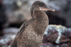 Cormoran aptère (Phalacrocorax harrisi) - îles Galapagos