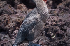 Cormoran aptère (Phalacrocorax harrisi) - îles Galapagos