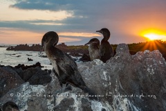 Cormoran aptère (Phalacrocorax harrisi) - îles Galapagos