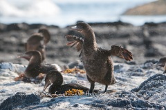 Cormoran aptère (Phalacrocorax harrisi) - îles Galapagos