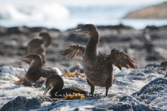 Cormoran aptère (Phalacrocorax harrisi) - îles Galapagos