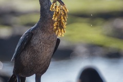 Cormoran aptère (Phalacrocorax harrisi) - îles Galapagos