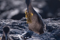 Cormoran aptère (Phalacrocorax harrisi) - îles Galapagos