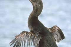 Cormoran aptère (Phalacrocorax harrisi)