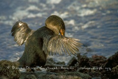 Cormoran aptère (Phalacrocorax harrisi)